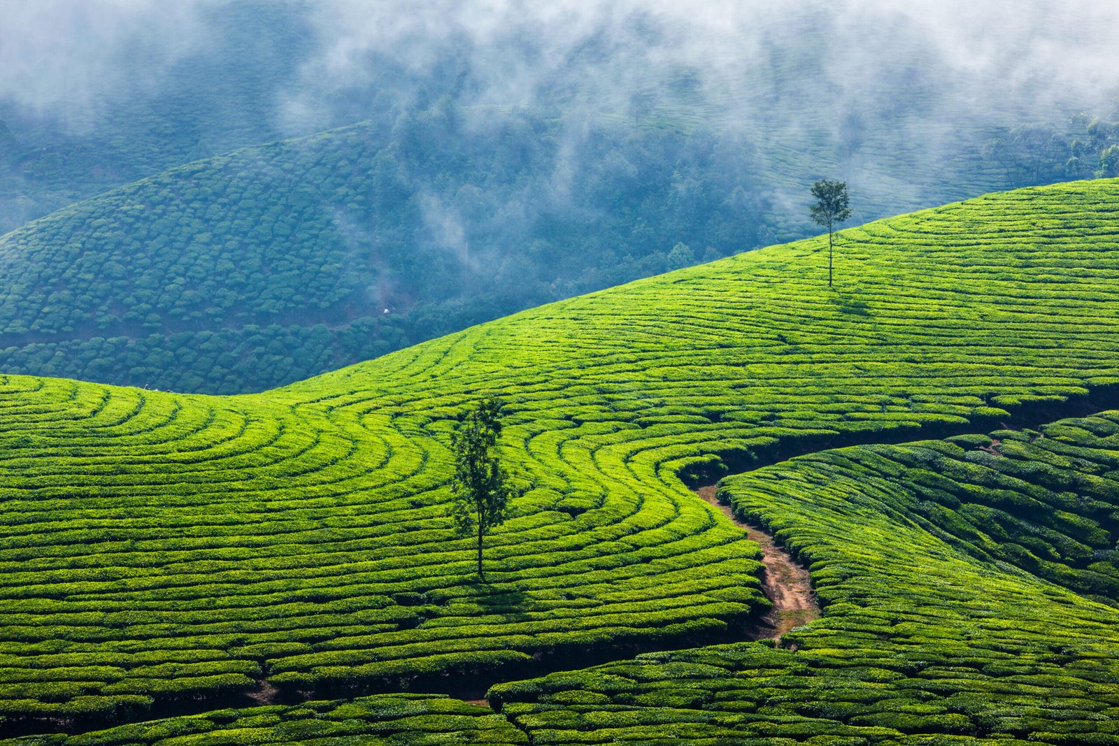 Kerala Tour 4Nights 5Days